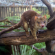 A spotted-tail quoll in Bonorong Wildlife Park, Tasmania.